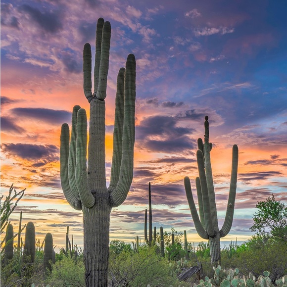 saguaro701